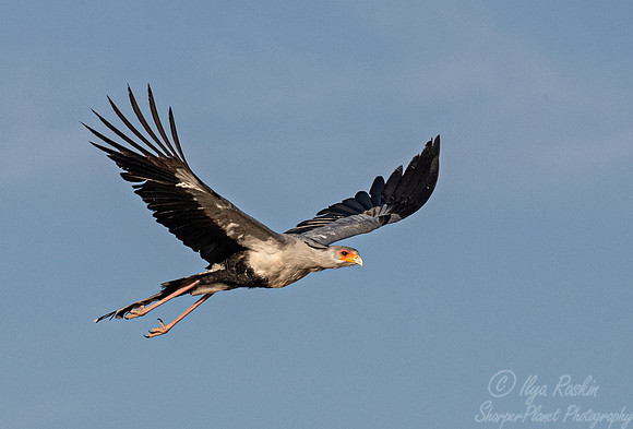 360 Secretary bird (Sagittarius serpentarius) - Kagalagadi Transfrontier Park SA