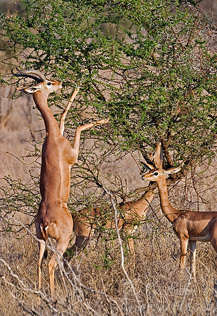 025_Gerenuks_Kenya