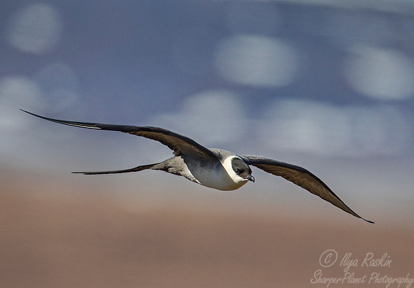 145 Long-tailed Jaeger (Stercorarius longicaudus) - Nome AK