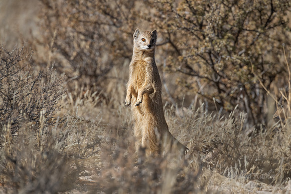 205 Yellow mongoose (Cynictis penicillata) - Kagalagadi Transfrontier Park SA