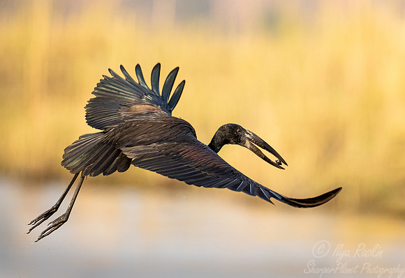 355 African openbill stork (Anastomus lamelligerus) - Botswana