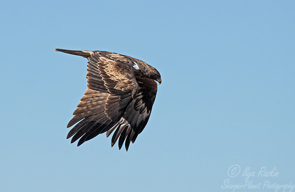 354 Tawny eagle (Aquila rapax) - Kagalagadi Transfrontier Park SA