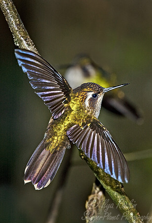 046 Speckled hummingbird - Ecuador