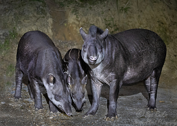 161 South American or Brazilina tapirs (Tapirus terrestris) - Brazil Atlantic forest