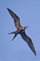 2011 Ecuador