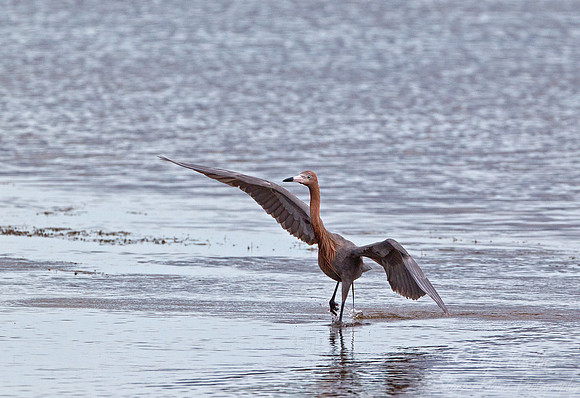 137 Reddish Egret (Egretta rufescens) - FL
