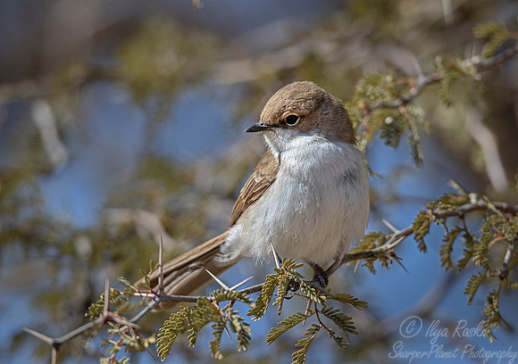 173 Marico flycatcher (Melaenornis mariquensis) - Kgalagadi Transfrontier Park SA