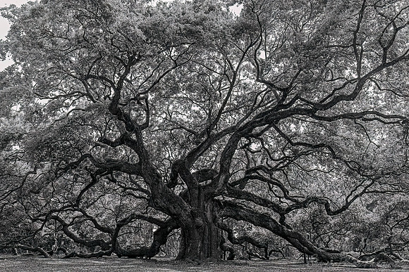 116 Southern live oak (Angel oak) (Quercus virginiana) - SC
