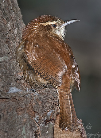 042 Carolina Wren (Thryothorus ludovicianus) - NJ
