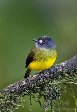 719 Ornate flycatcher (Myiotriccus ornatus) - Ecuador