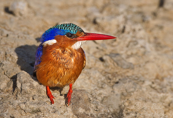 043 Malachite Kingfisher (Alcedo cristata) Masai Mara Kenya