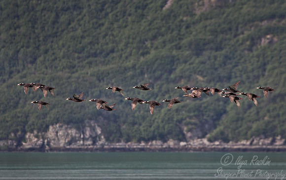 054 Surf Scoter (Melanitta perspicillata) - AK