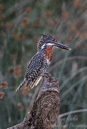 031 Giant Kingfisher - Tanzania