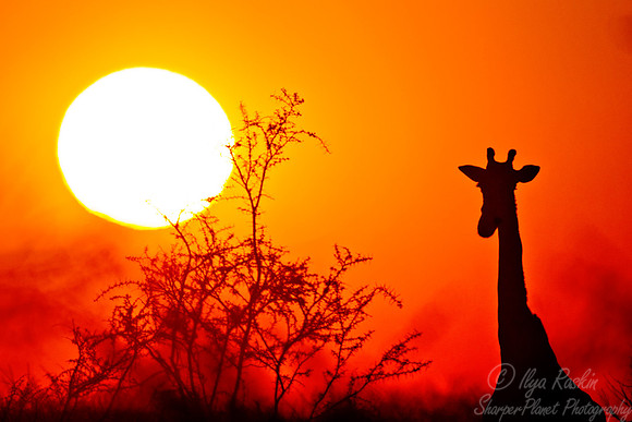 129 Giraffe (Giraffa camelopardalis) - Etosha Namibia