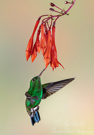 428 Steely-vented hummingbird (Saucerottia saucerottei) - Colombia colud forest