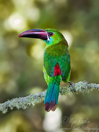 601 Crimson-rumped toucanet (Aulacorhynchus haematopygus) - Colombia cloud forest