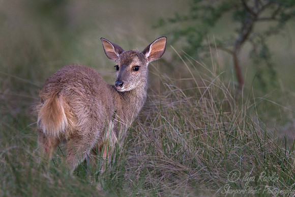 108 Pampas Deer (Ozotoceros bezoarticus) - Ibera Wetlands Argentina