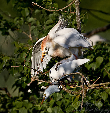 197 Cattle Egrets (Bubulcus ibis) - LA