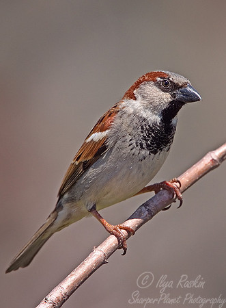 011 House Sparrow - NJ
