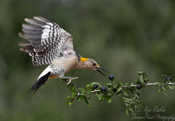 110 Golden-fronted woodpecker (Melanerpes aurifrons) - TX