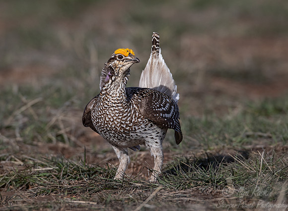 074 Sharp-tailed grouse (Tympanuchus phasianellus) - CO