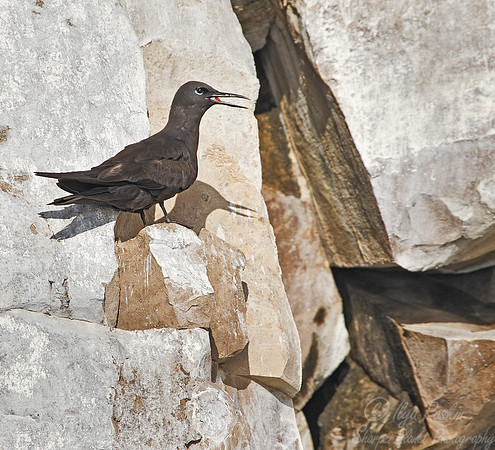 093 Brown Noddy (Anous stolidus) - Galapagos Ecuador