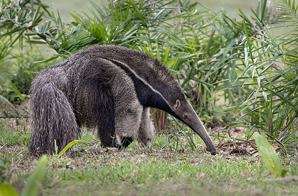 007 Giant anteater (Myrmecophaga tridactyla) - Pantanal Brazil