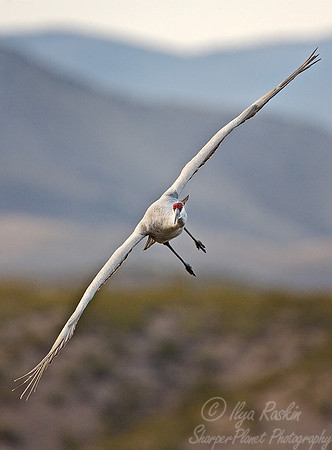 023 Sandhill Crane - NM