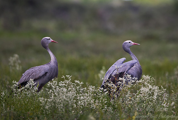 037 Blue Crane (Anthropoides paradiseus) - Etosha Namibia