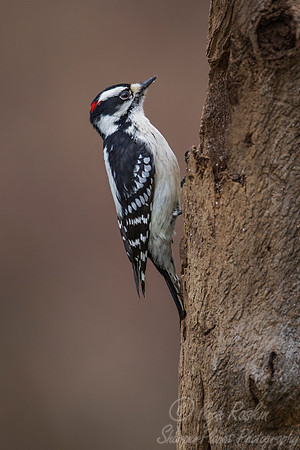092 Downy Woodpecker male (Picoides pubescens) - NJ