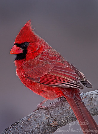 044 Northern Cardinal = NJ