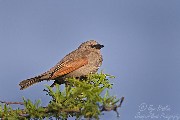 083 Bay-winged Cowbird (Agelaioides badius) - Ibera Wetlands Argentina