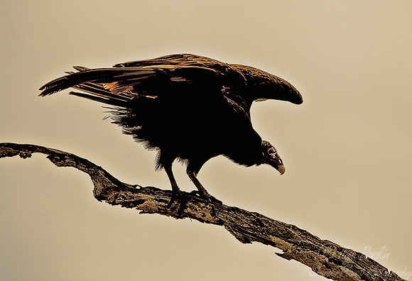 103 Turkey Vulture (Cathartes aura) - FL