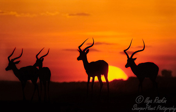 011_Impalas_Kenya