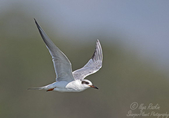326 Forster's tern (Sterna forsteri) - SC