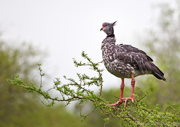 065 Southern Screamer (Chauna torquata) - Ibera Wetlands Argentina