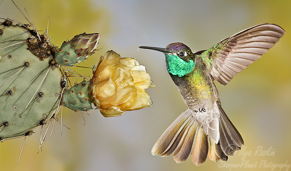 026 Magnificent Hummingbird - AZ