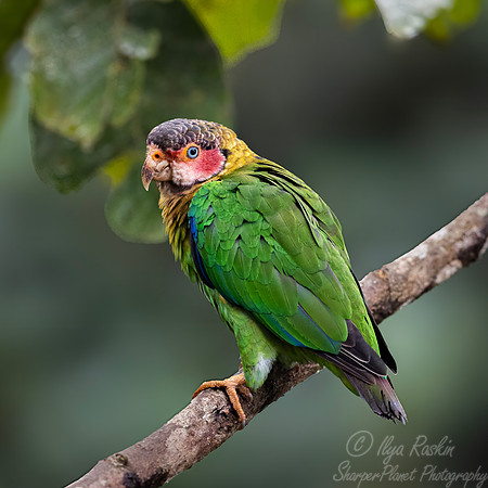 754 Red-faced parrot (Hapalopsittaca pyrrhops) - Ecuador