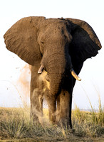 MAMMALS - ELEPHANTS 2