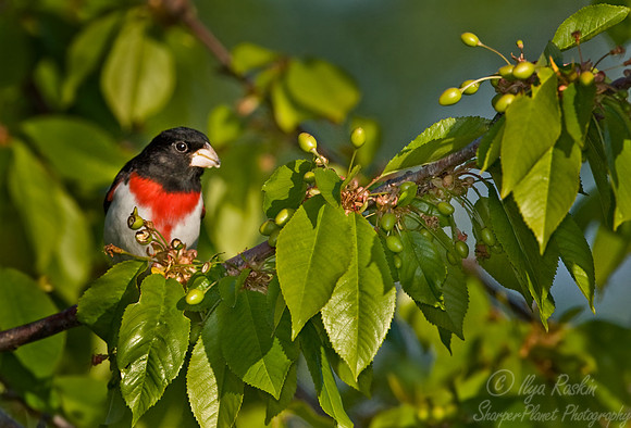 064 Rose-breasted Crosbeak male - MI