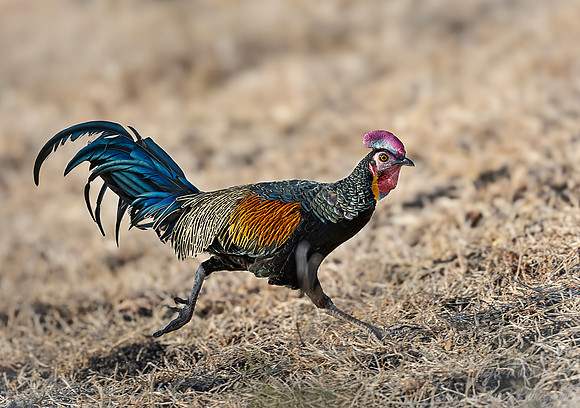 027 Green junglefowl (Gallus varius) - Java Indonesia