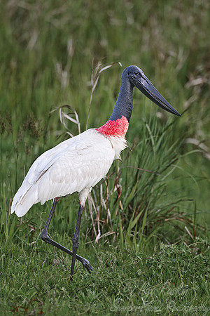 168 Jabiru Stork (Jabiru mycteria)  - Ibera Wetlands Argentina