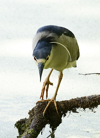 350 Black-crowned night-heron (Nycticorax nycticorax) - SC