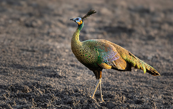049 Green peafowl (Pavo muticus) - Java Indonesia