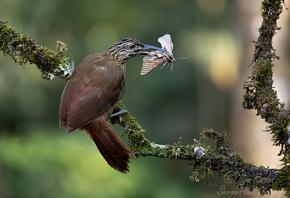 425 Planalto woodcreeper (Dendrocolaptes platyrostris) - Brazil Atlantic forest