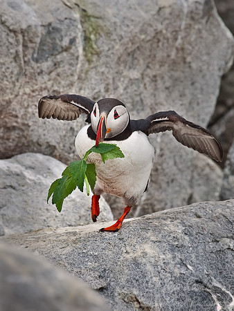 003 Atlantic Puffin (Fratercula arctica) - Machias Seal Island - Canada