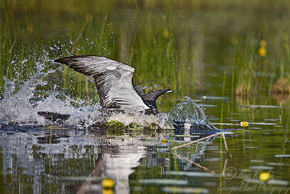 053 Common Loon - MI