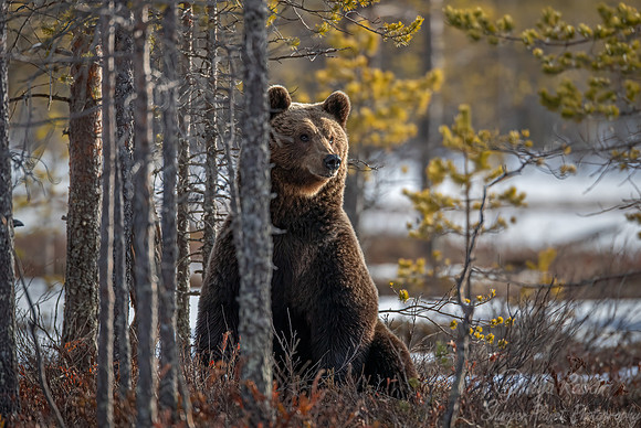 388 Eurasian brown bear (Ursus arctos arctos) - Finland
