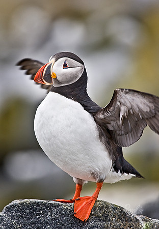 022 Atlantic Puffin - Canada