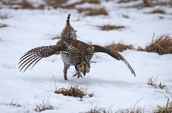 092 Sharp-tailed grouse (Tympanuchus phasianellus) - MN